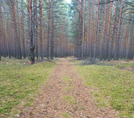 Прирезка лесных участков Кадастровые работы в Ленинске